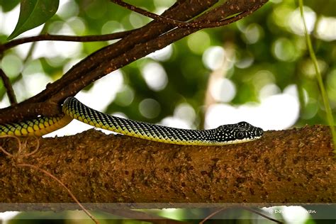 Paradise Tree Snake - Singapore Geographic