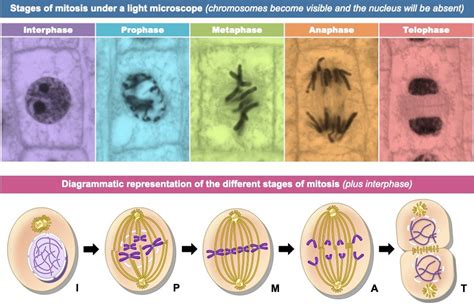 Interphase Mitosis Under Microscope