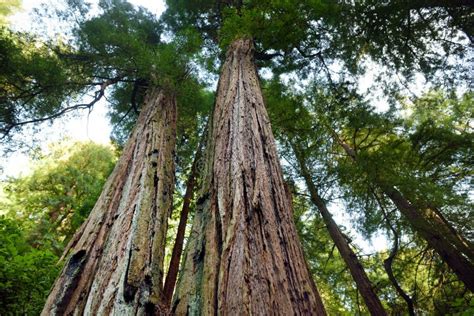 Hiking Trails through Giant Redwoods in Muir Forest Near San Francisco ...