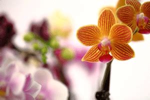 History of Epiphytes: Phalaenopsis Orchids