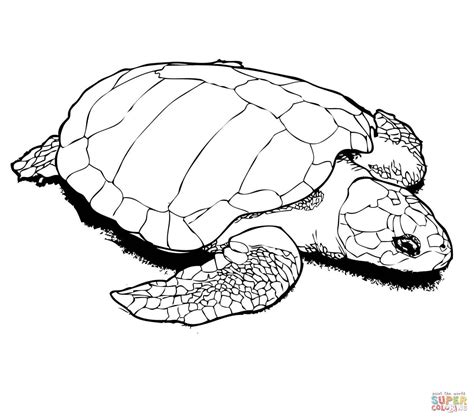 Baby Sea Turtle Drawing at GetDrawings | Free download