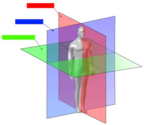 Planes of Reference - Anatomy Diagram | Quizlet