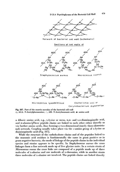 Murein sacculus - Big Chemical Encyclopedia