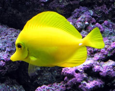 Tropical Fish - Fishes World - HD Images & Free Photos