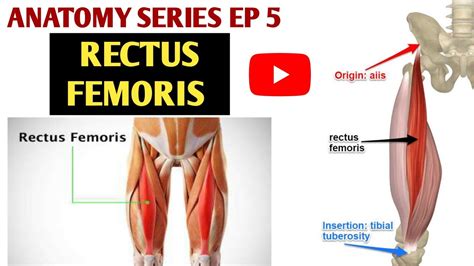 Rectus Femoris Muscle Origin