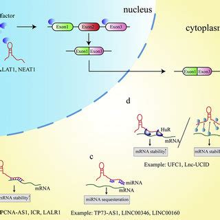 Schematic phase diagrams illustrating the role of additives on LLPS ...