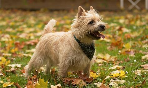 Cairn Terrier Breed: Characteristics, Care & Photos | BeChewy