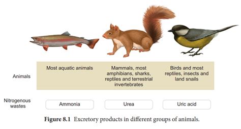 Modes of Excretion