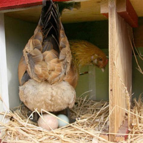 How Chickens Lay Eggs