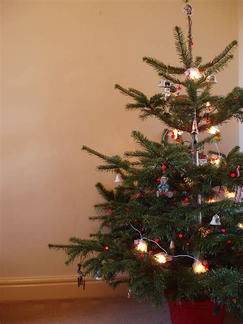 Photo of traditional christmas tree | Free christmas images