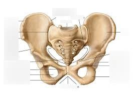 Hip anatomy Diagram | Quizlet