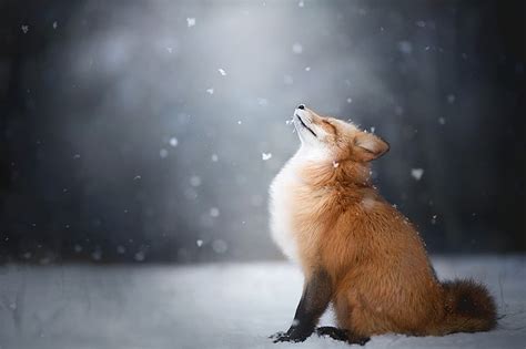 HD wallpaper: animals, mammals, arctic fox | Wallpaper Flare