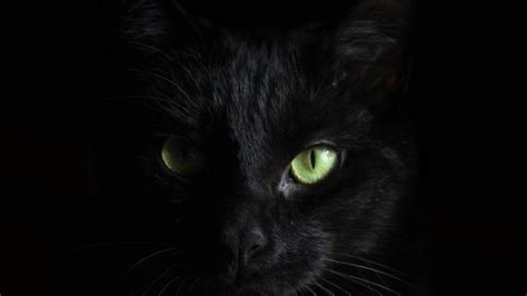 Green Eyes Black Cat Dark Theme Black Background 4K HD Dark Theme ...