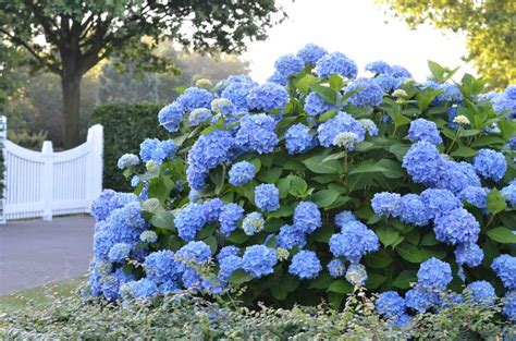 hydrangea macrophylla ‘bailmer’ THE ORIGINAL ENDLESS SUMMER HYDRANGEA ...