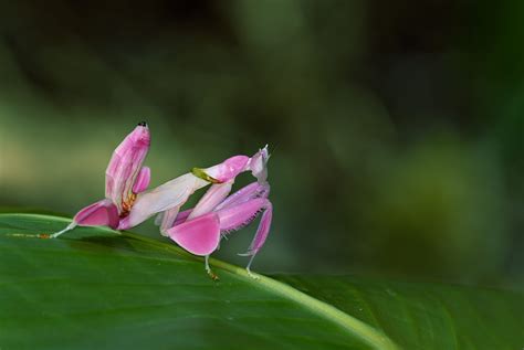 15 Stunning Photos of Naturally Pink Animals | Reader's Digest