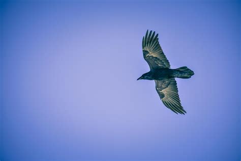 Black Bird Flying · Free Stock Photo