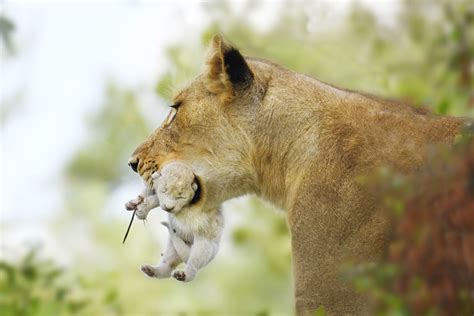 Rare White Lion Cub Seen in South Africa