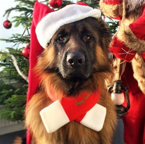 Christmas German Shepherd Dog | German shepherd dogs, Christmas dog ...