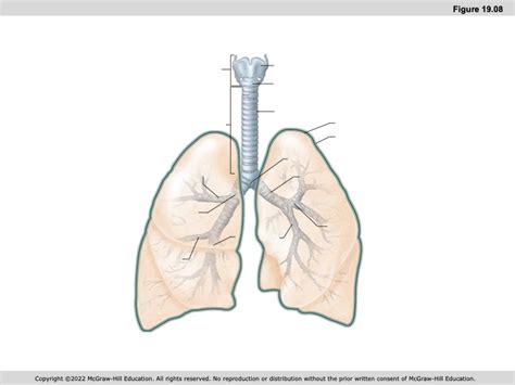 Figure 19.08 Diagram | Quizlet