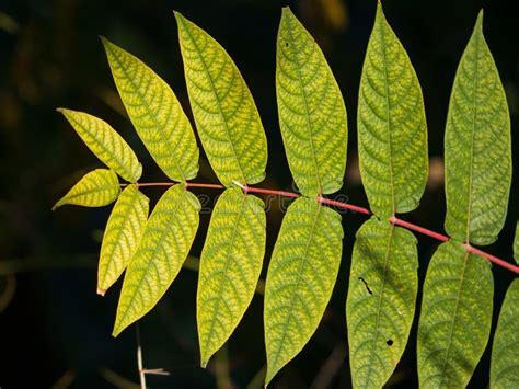 Black Walnut Tree Leaves Close Up Stock Photo - Image of fade, green ...