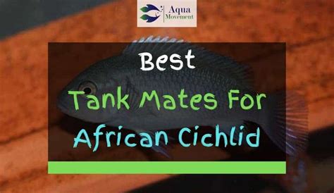 13 Best African Cichlid Tank Mates With Pictures | Aqua Movement