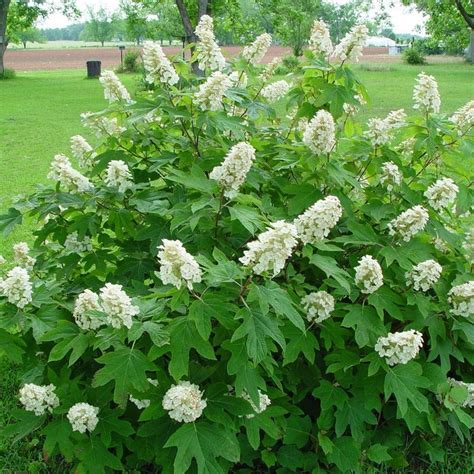 Alice Oakleaf Hydrangea - PlantingTree