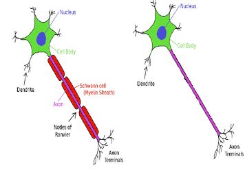 Differences between medullated and non-medullated nerve fibers - Online ...