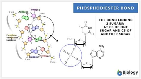 Phosphodiester bond - Definition and Examples - Biology Online Dictionary