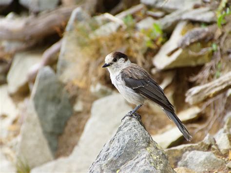 What Is The National Bird of El Salvador? (And Why?) | Birdfact