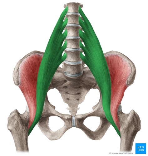 Psoas major: Origins, insertions, actions, innervation | Kenhub