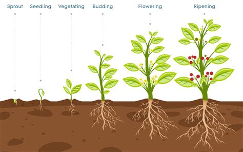 Plant Growth Stages: An Overview - AGrowTronics - IIoT For Growing