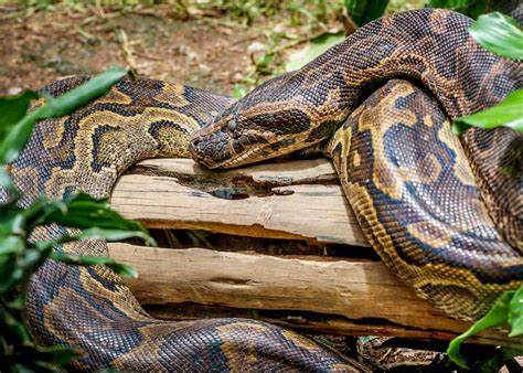 31 African Rock Python Facts (Both Species) Africa's Largest Snake ...