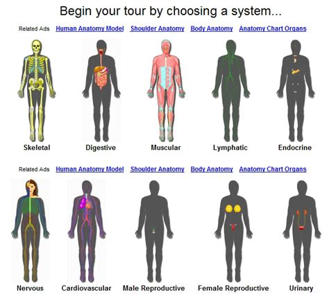 Human Physiology Systems Diagram | Quizlet