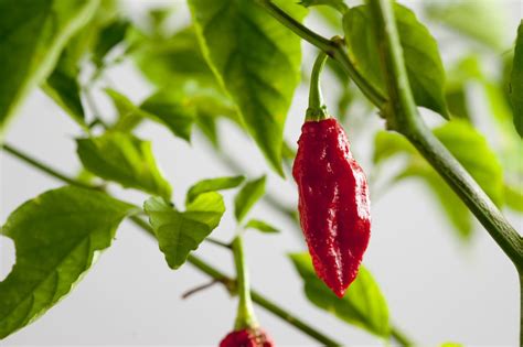 How to Grow Ghost Pepper Plants