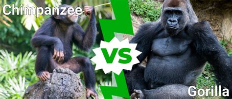 Chimpanzee vs Gorilla: What’s the Difference? - IMP WORLD