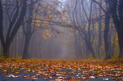 Premium Photo | The road to foggy autumn forest