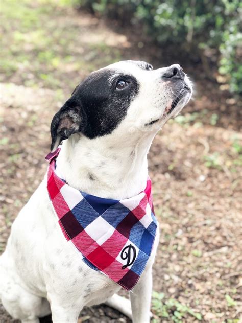 DIY Personalized Dog Bandanas in 15 Minutes