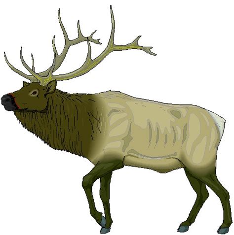 bull elk elk drawing - Clip Art Library