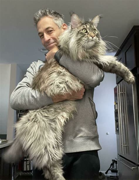 50 Ridiculously Stunning Maine Coon Cat Pics That You Just Have To See ...