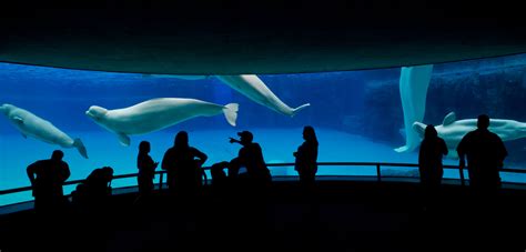 Georgia Aquarium Beluga Whale