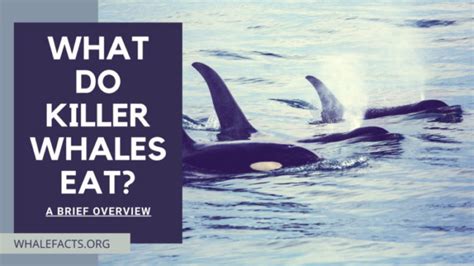 What Do Killer Whales Eat? | A Brief Overview | Whale Facts