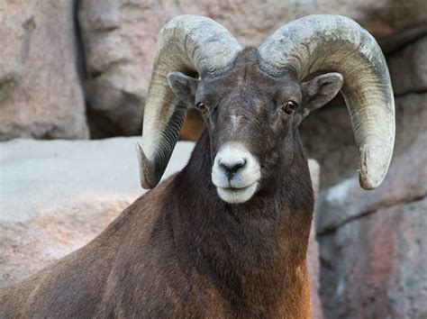 Calico's Whimsy: Denver Zoo Animals!