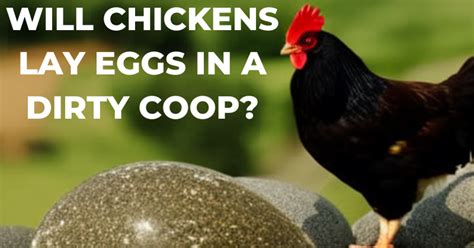 Will Chickens Lay Eggs In A Dirty Coop BackYard Chickens Learn How