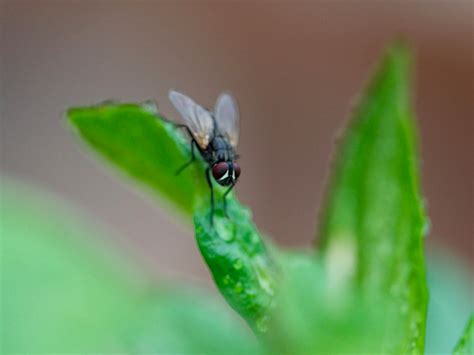 Get Rid of House Flies: House Fly Control Information