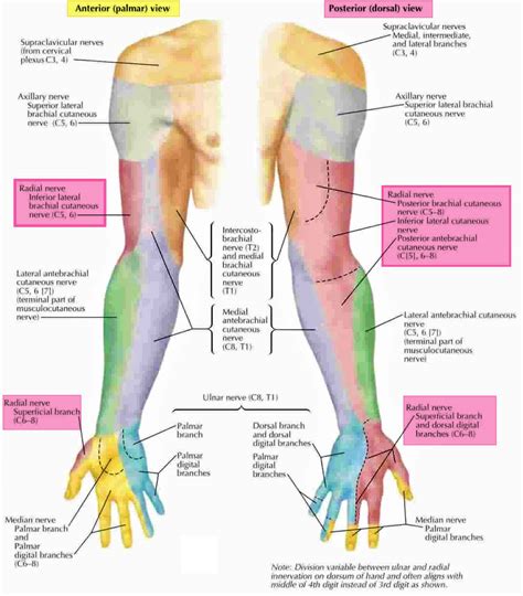 Cutaneous Nerve Supply Forearm Arm Hand Nerve Anatomy Radial Nerve ...