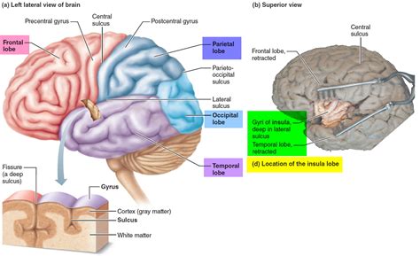 Cerebral Cortex Lobes And Functions