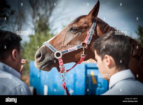 horse jumping competition Stock Photo - Alamy