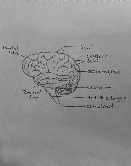 How To Draw Human Brain Human Brain Anatomy Human Drawing Biology