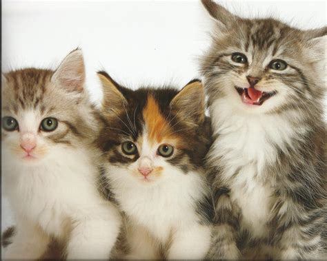 HD Kittens Cat Cats Baby Cute High Quality Picture Wallpaper | Download ...