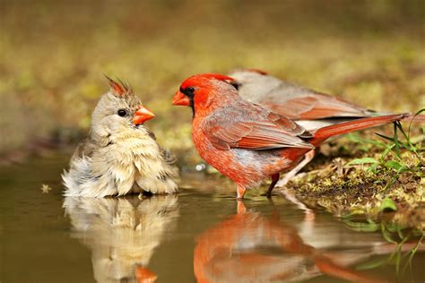 Cardinal Family | In Touch With Nature